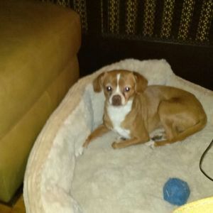 Meet your Posher, Lorelei